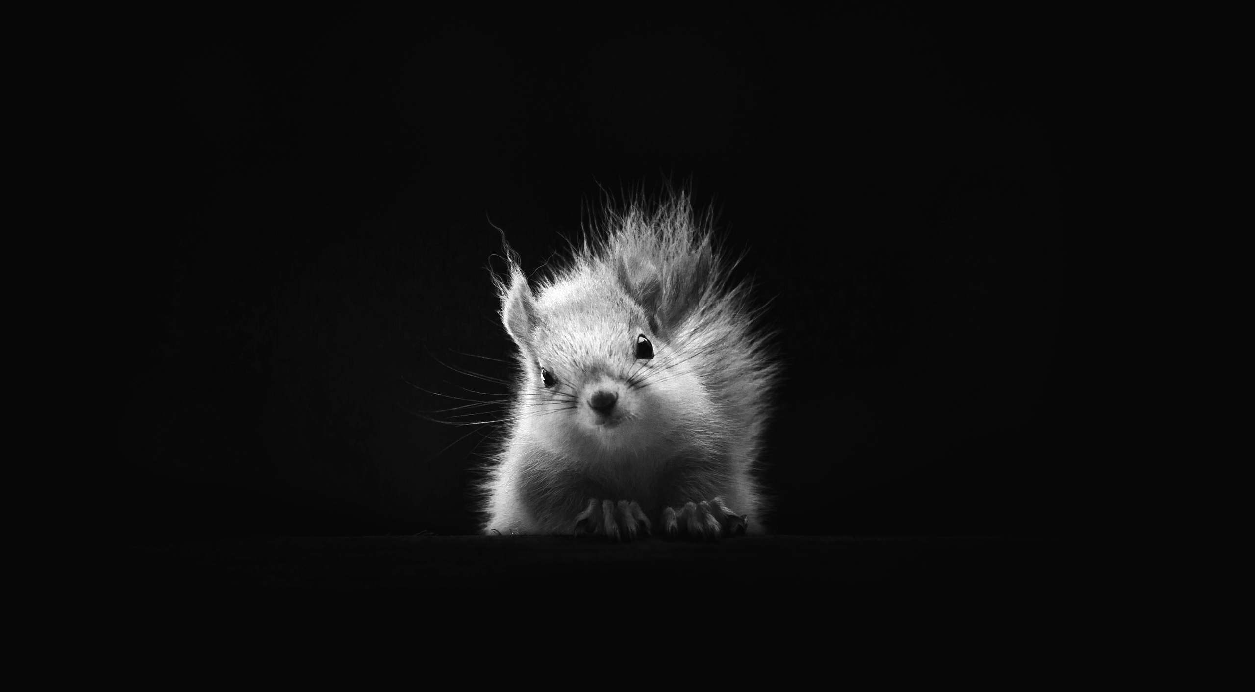 Picture of a squirrel.